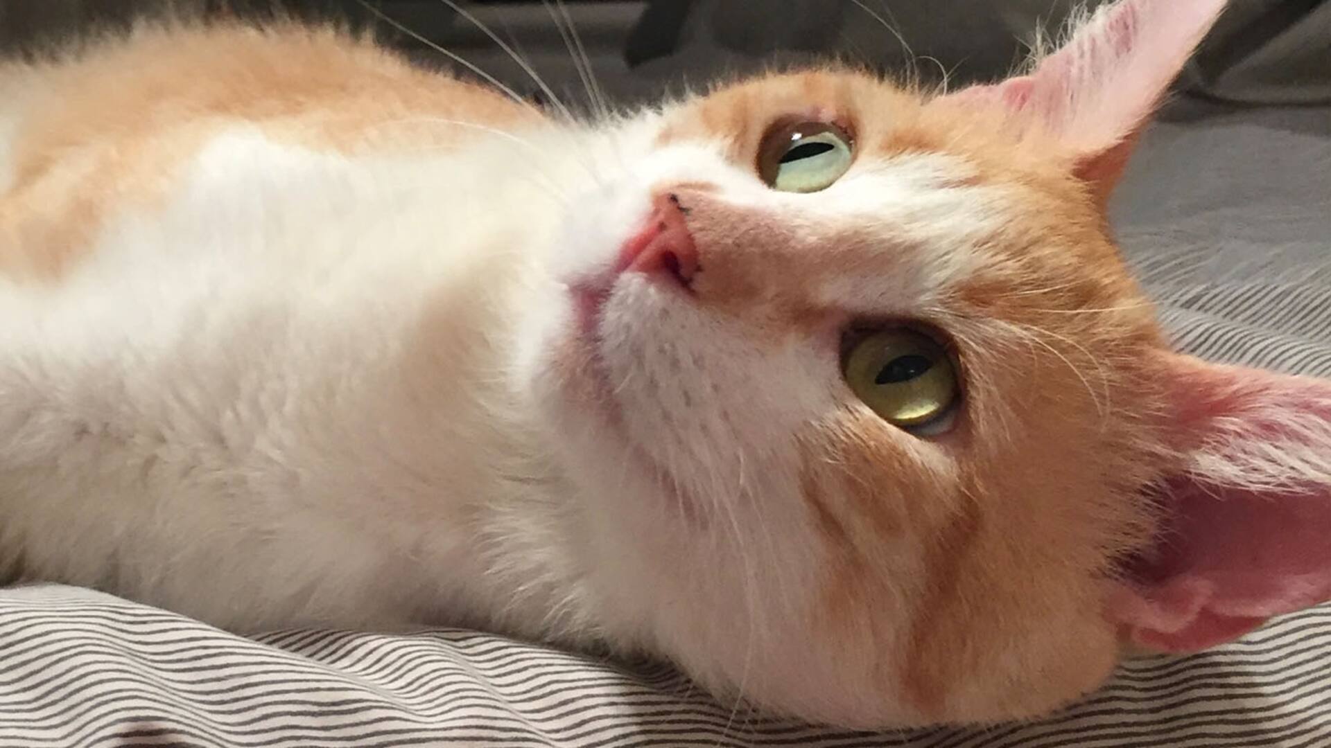 Sorpresa. Finn, el gato callejero, con sarna y mimoso que fue adoptado al salir en las redes