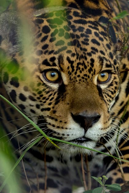 isis, una hembra de 6 años traída de Brasil y trasladada a la isla San Alonso, es la candidata para devolver al jaguar al segundo humedal más grande del mundo