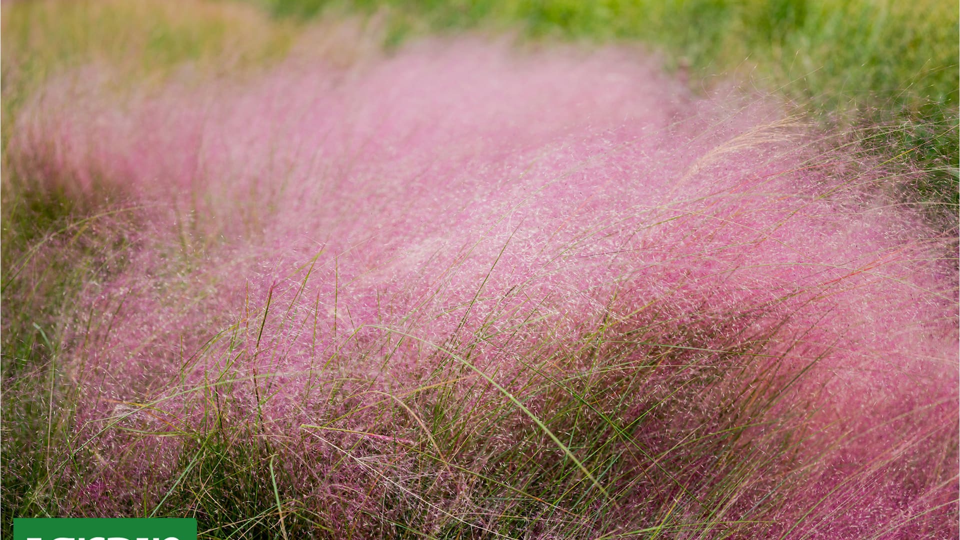La gramínea que todos quieren tiene floración rosada y es muy fácil de cuidar