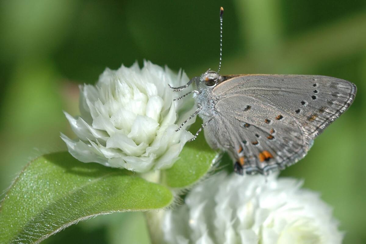 Cómo transformar tu jardín en un restaurante para mariposas
