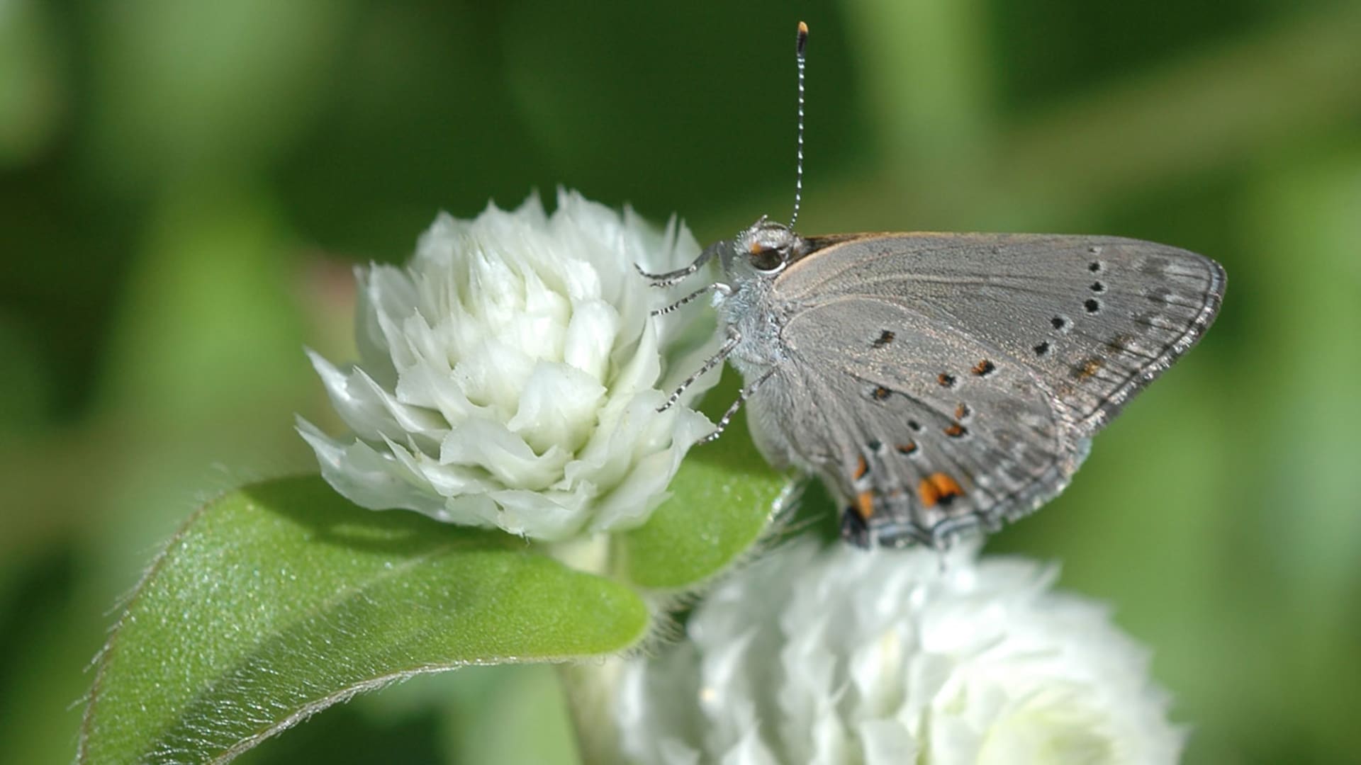 Cómo transformar tu jardín en un restaurante para mariposas