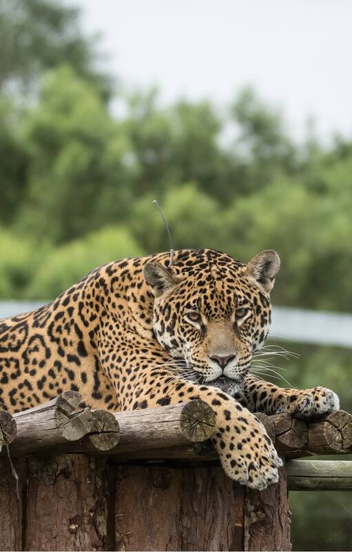 Yaguareté. Del zoológico al Impenetrable: la historia de Tania, la última esperanza para repoblar el Chaco