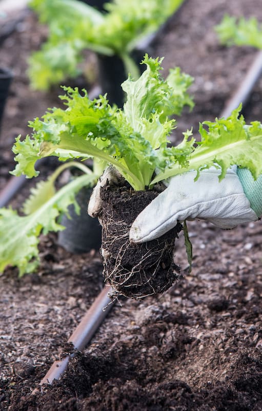 Mejorá tu huerta y tu jardín con esta práctica que te va a sorprender por todos sus beneficios