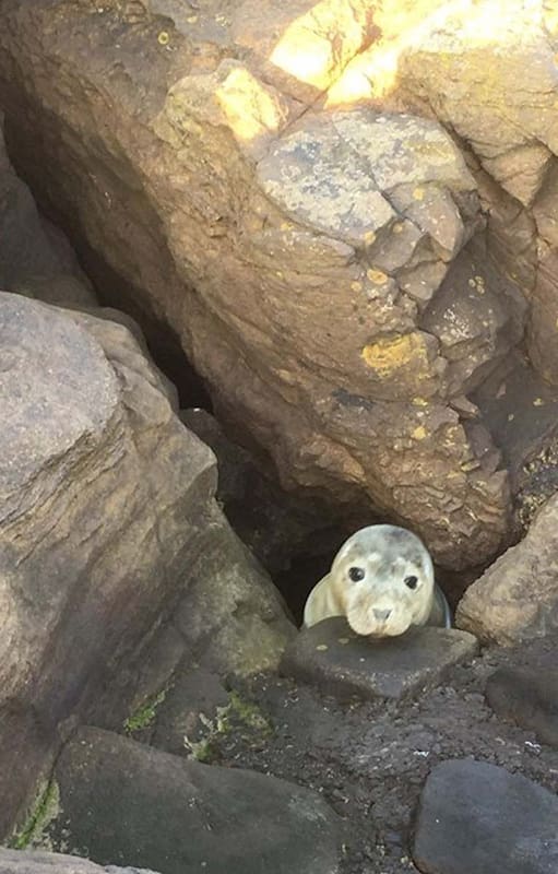 Rescate. Pensaron que estaba tomando sol en las rocas, pero necesitaba ayuda
