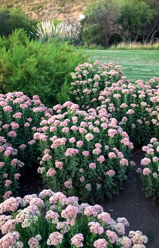 5 flores bellísimas que apenas necesitan riego