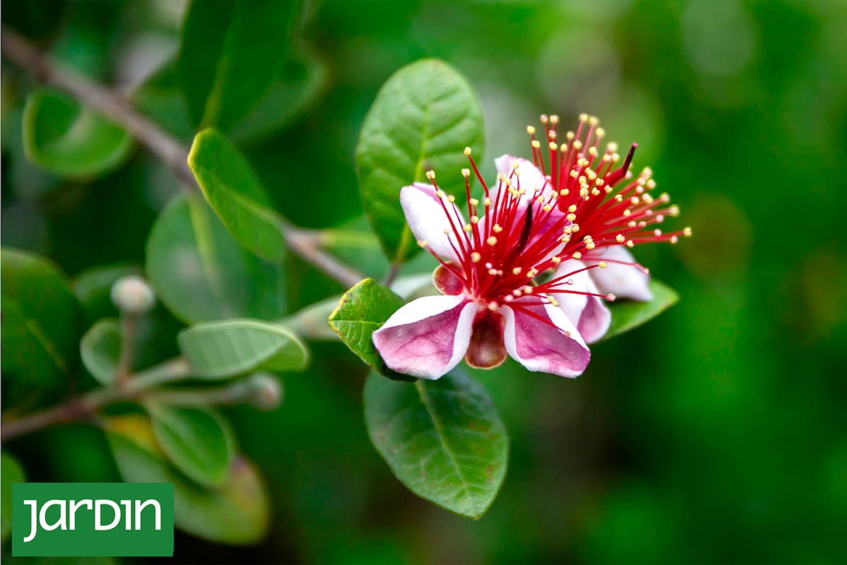 6 árboles nativos para sumar a tu jardín