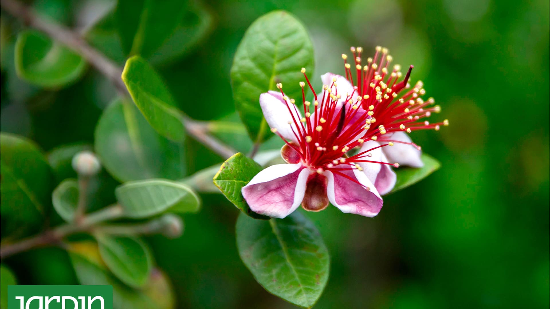 6 árboles nativos para sumar a tu jardín