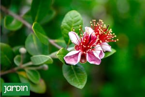 6 árboles nativos para sumar a tu jardín