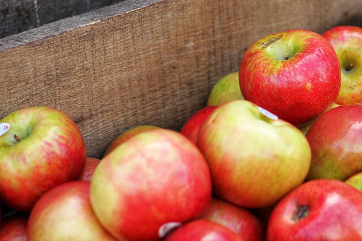 En postres, ensaladas o conservas: ideas para aprovechar la temporada de manzanas