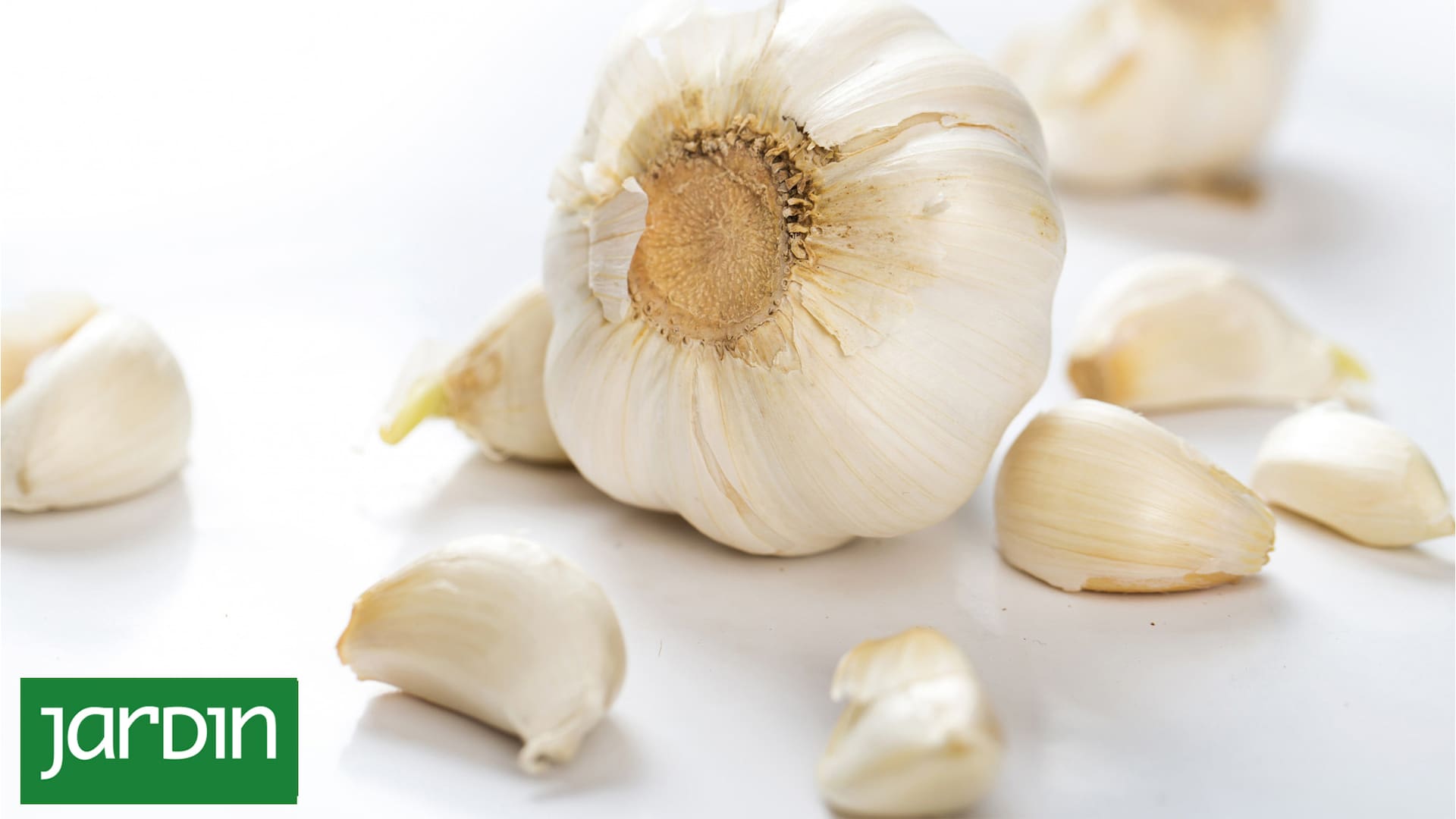 El potente antibiótico natural que podés cultivar en casa