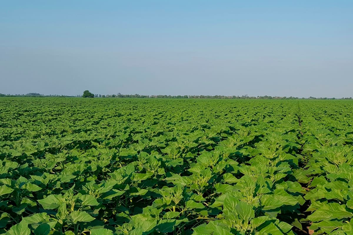 Dr. Agro: así es el primer asistente inteligente para el campo que responde a toda hora