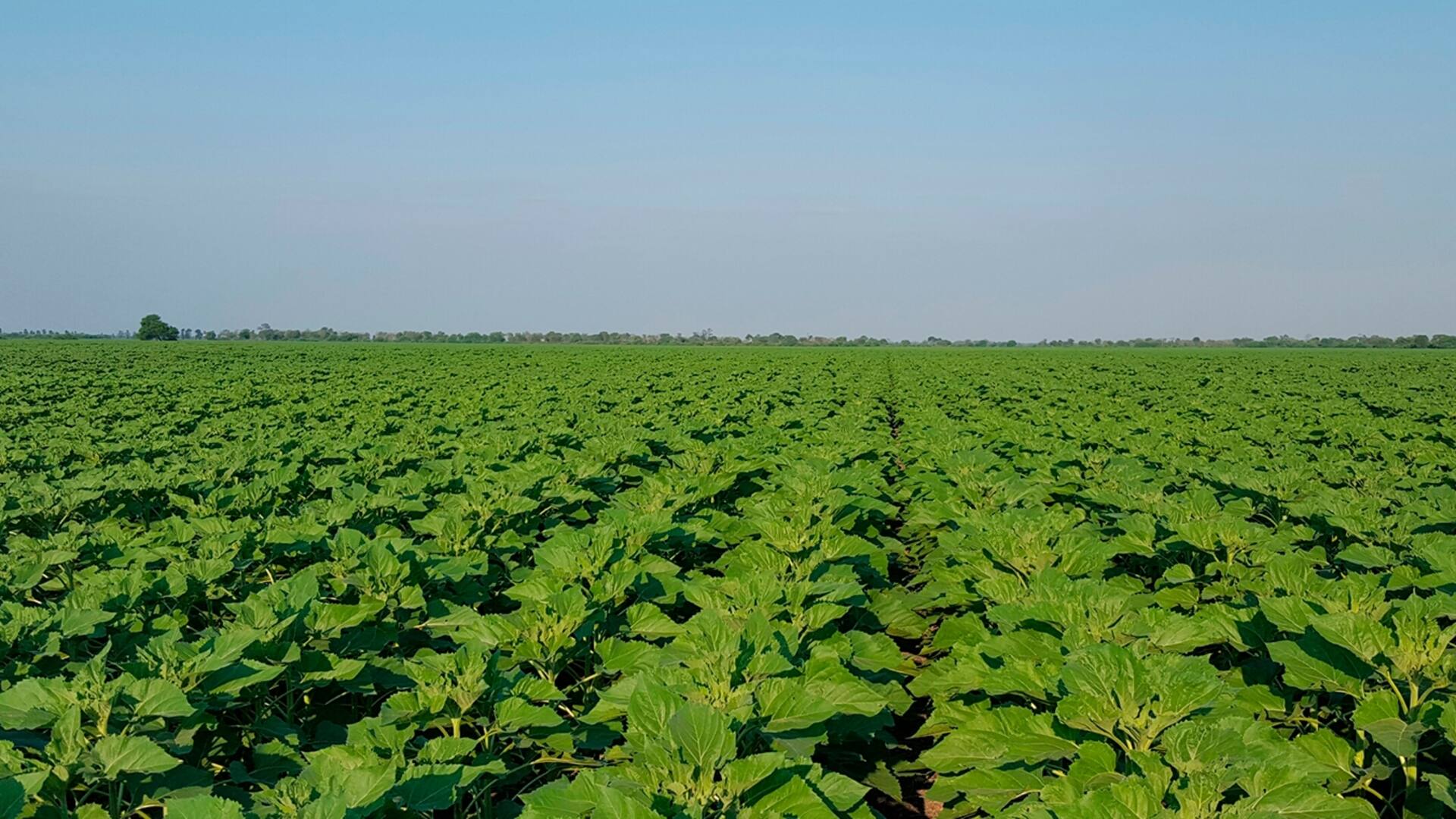 Dr. Agro: así es el primer asistente inteligente para el campo que responde a toda hora