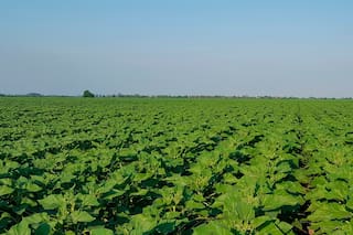 Dr. Agro: el primer asistente inteligente para el campo que responde a toda hora