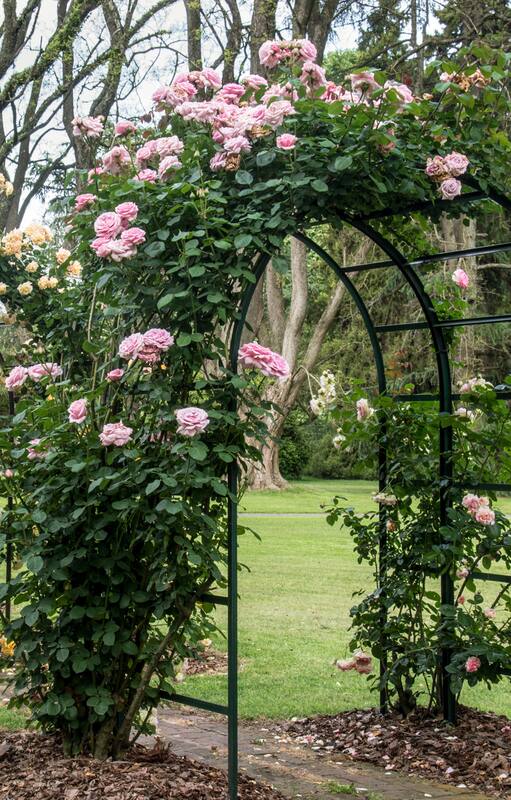 Qué hacer con tus rosas durante el invierno