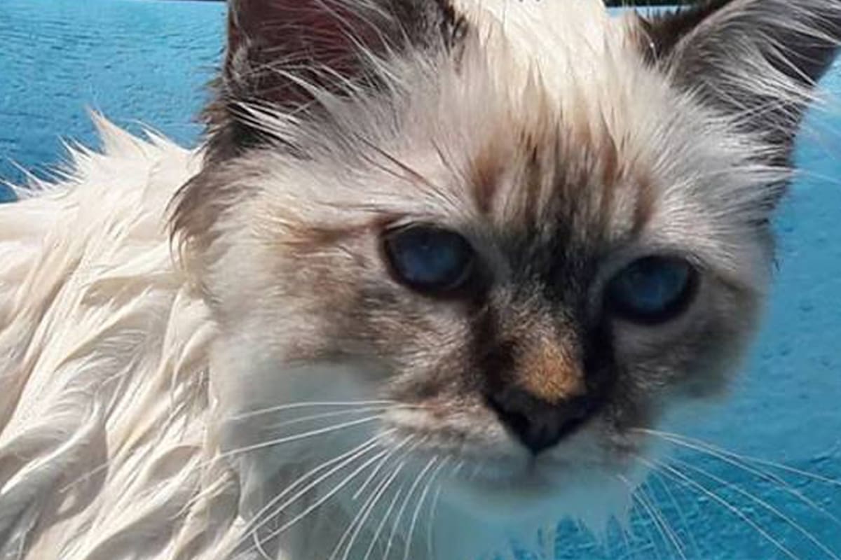 Amigo especial. Es un gato de apoyo emocional y va al colegio, a la pileta y sale de vacaciones con la familia