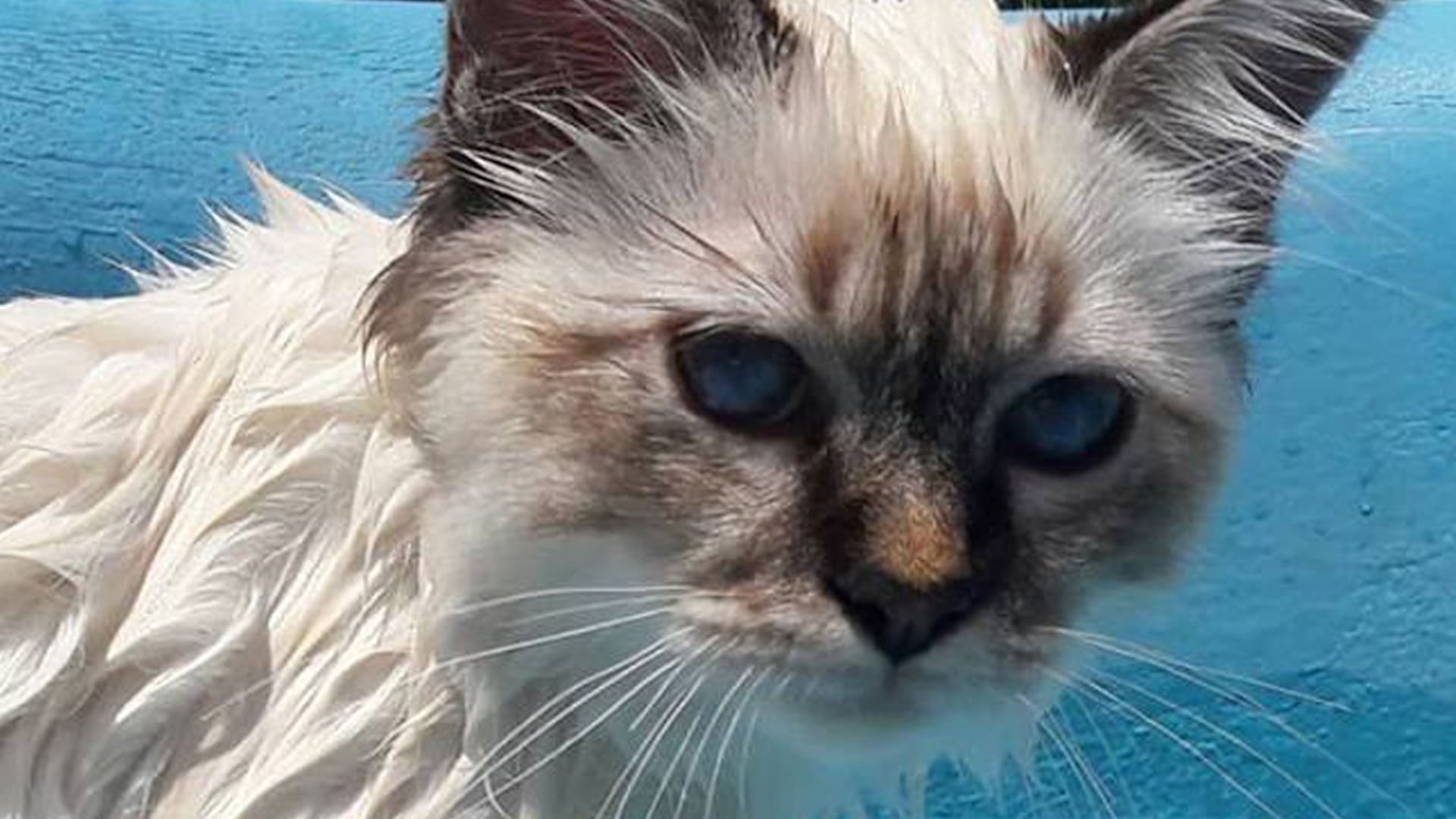 Amigo especial. Es un gato de apoyo emocional y va al colegio, a la pileta y sale de vacaciones con la familia