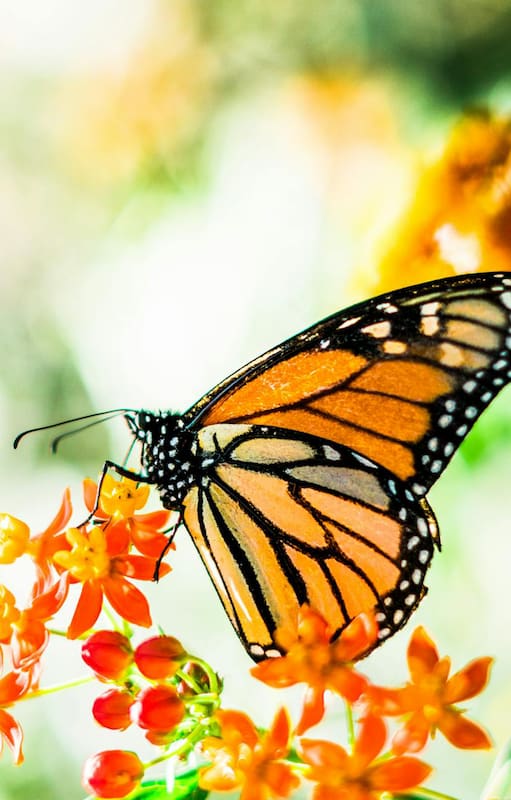 Esta es la planta que tenés que cultivar para tener un show de mariposas en tu jardín