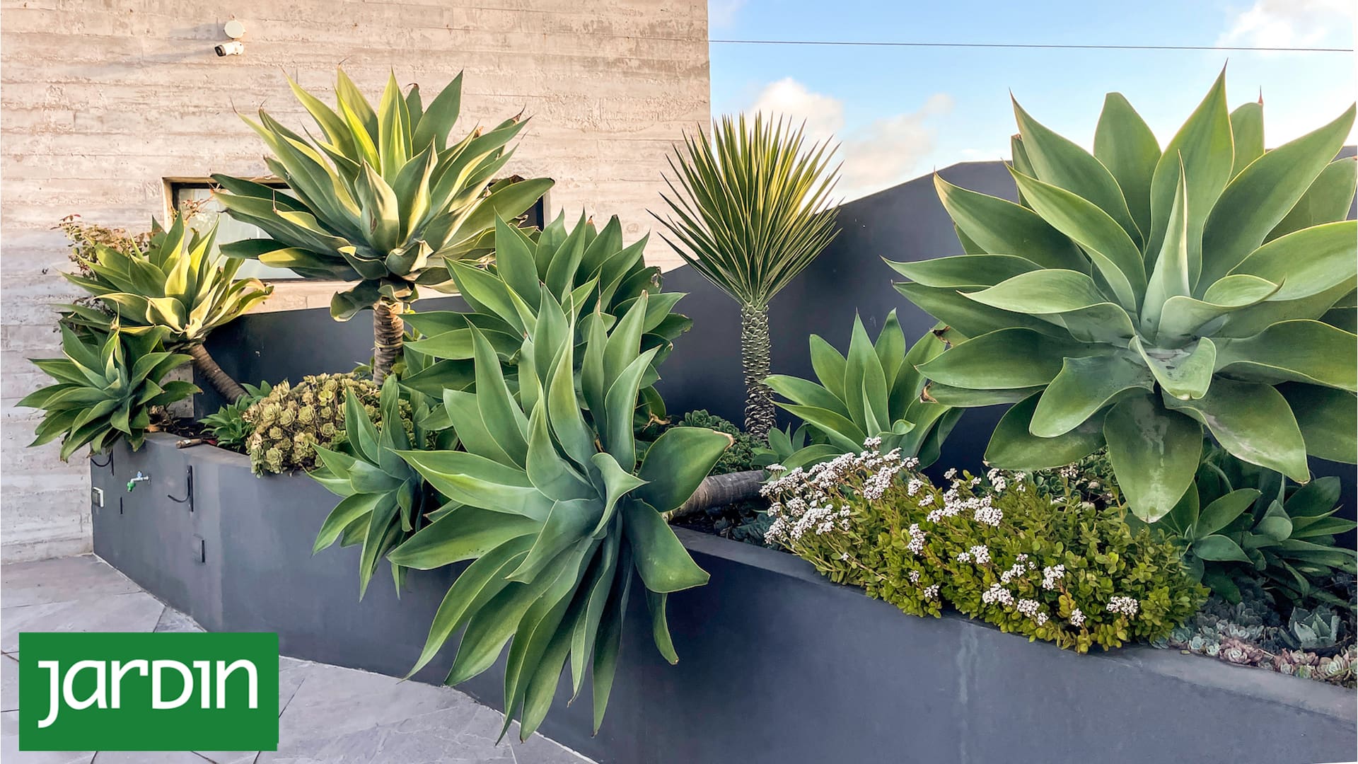 Cuál es la planta perfecta para principiantes y da un estilo sofisticado al jardín