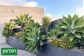 Cuál es la planta perfecta para principiantes y da un estilo sofisticado al jardín