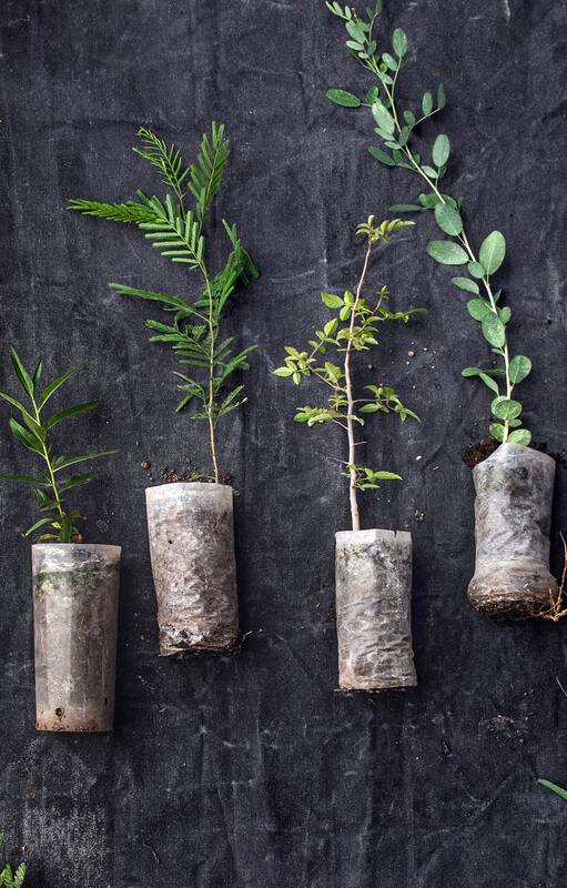 Al pie del Uritorco, un vivero forestal que busca preservar y difundir las nativas cordobesas