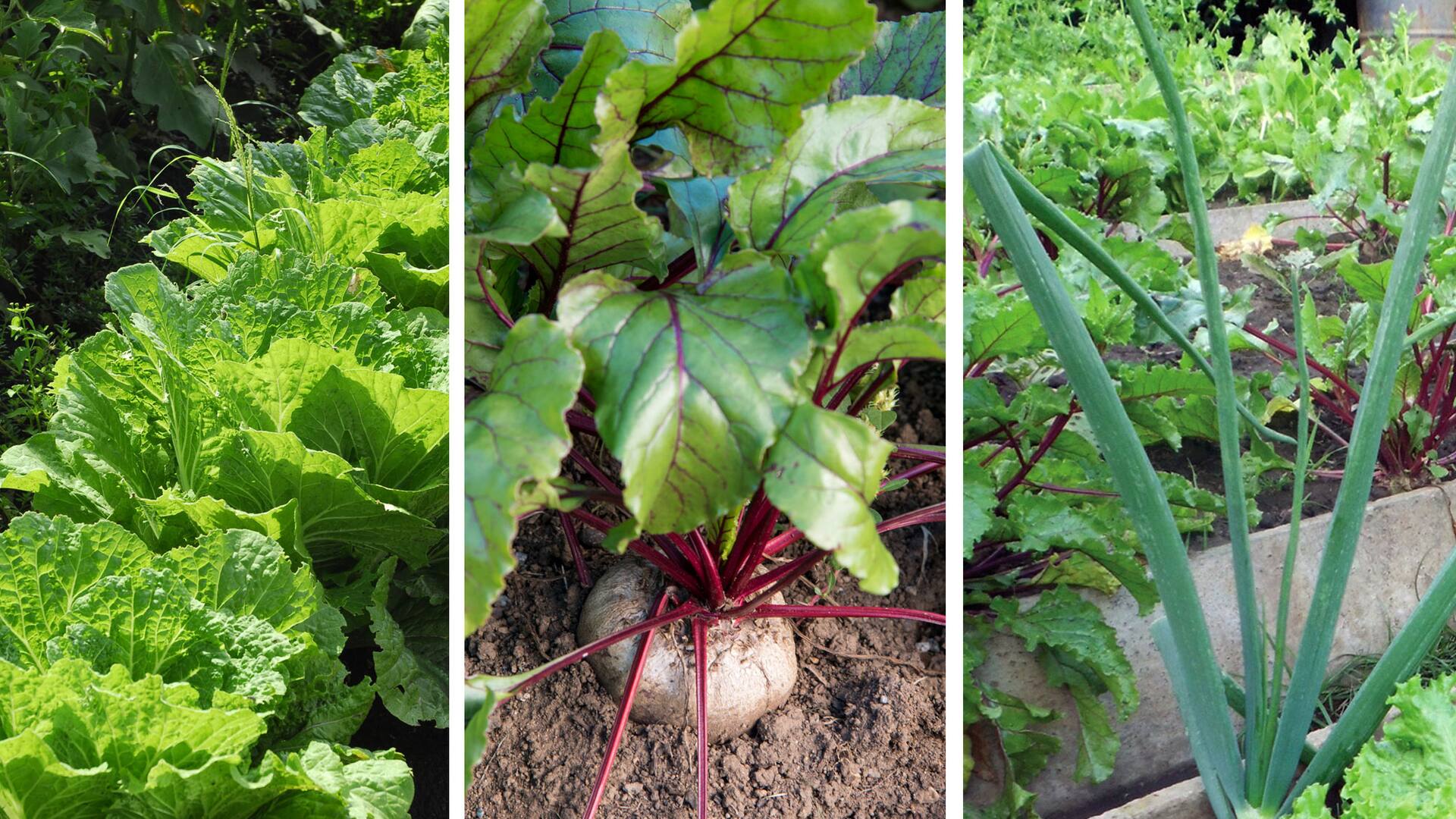 Huerta en casa: descubrí qué tres verduras de invierno funcionan bien juntas