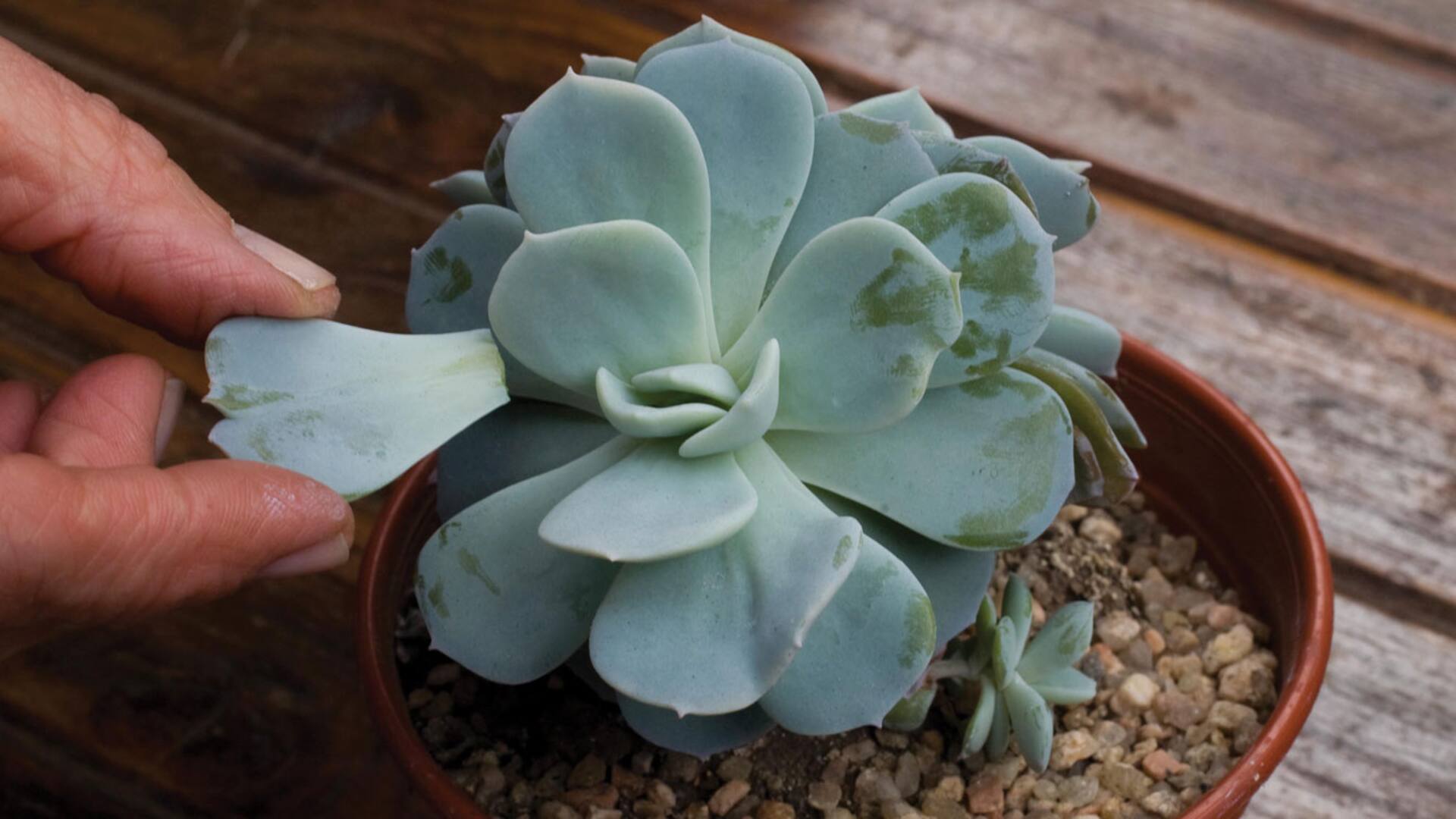 Cómo cuidar tus cactus y suculentas en otoño