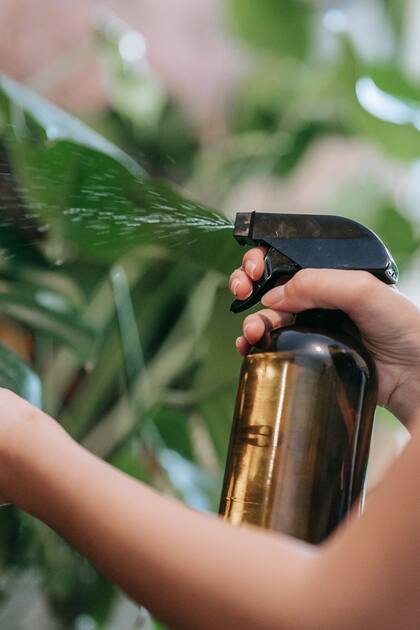 Cuatro claves: Cómo saber si tus plantas no disfrutan del aire acondicionado tanto como vos 