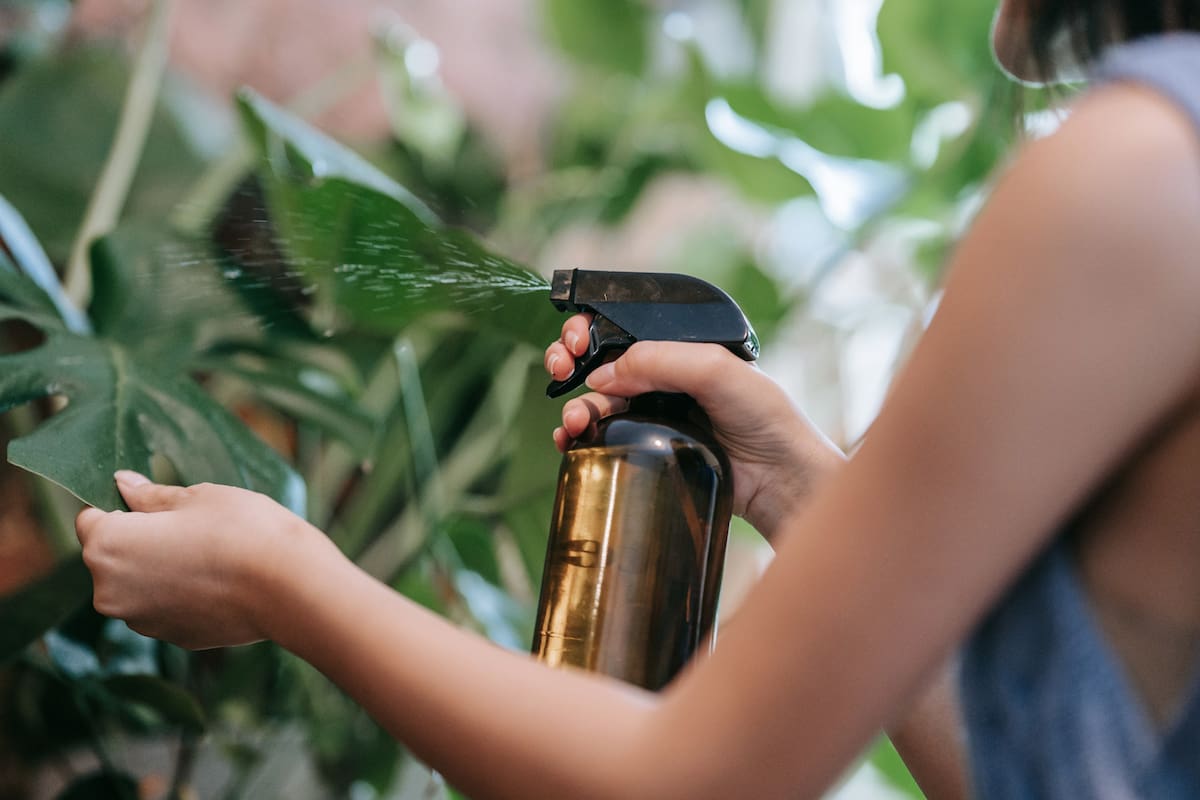 Cuatro claves: Cómo saber si tus plantas no disfrutan del aire acondicionado tanto como vos