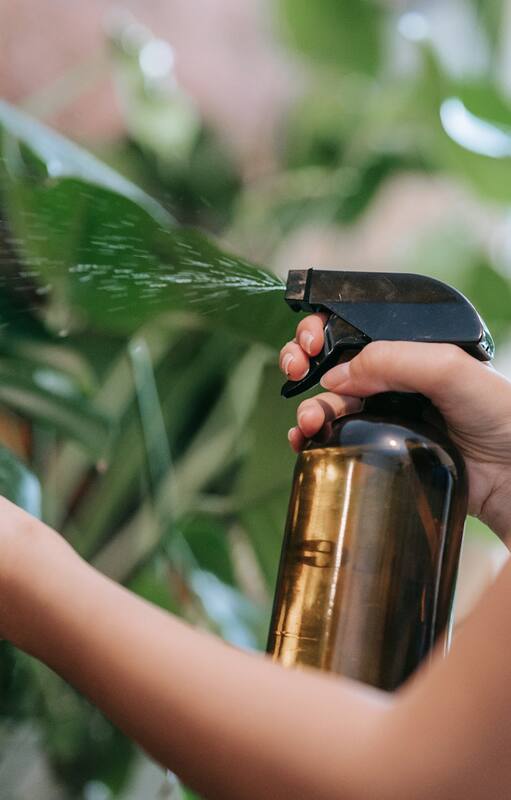 Cuatro claves: Cómo saber si tus plantas no disfrutan del aire acondicionado tanto como vos