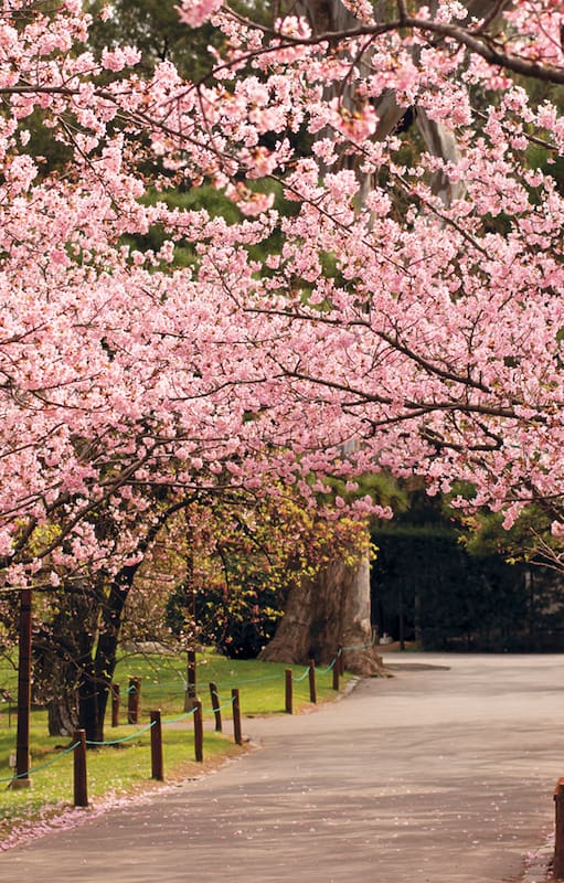Buenos Aires en flor: la belleza natural de una ciudad eterna