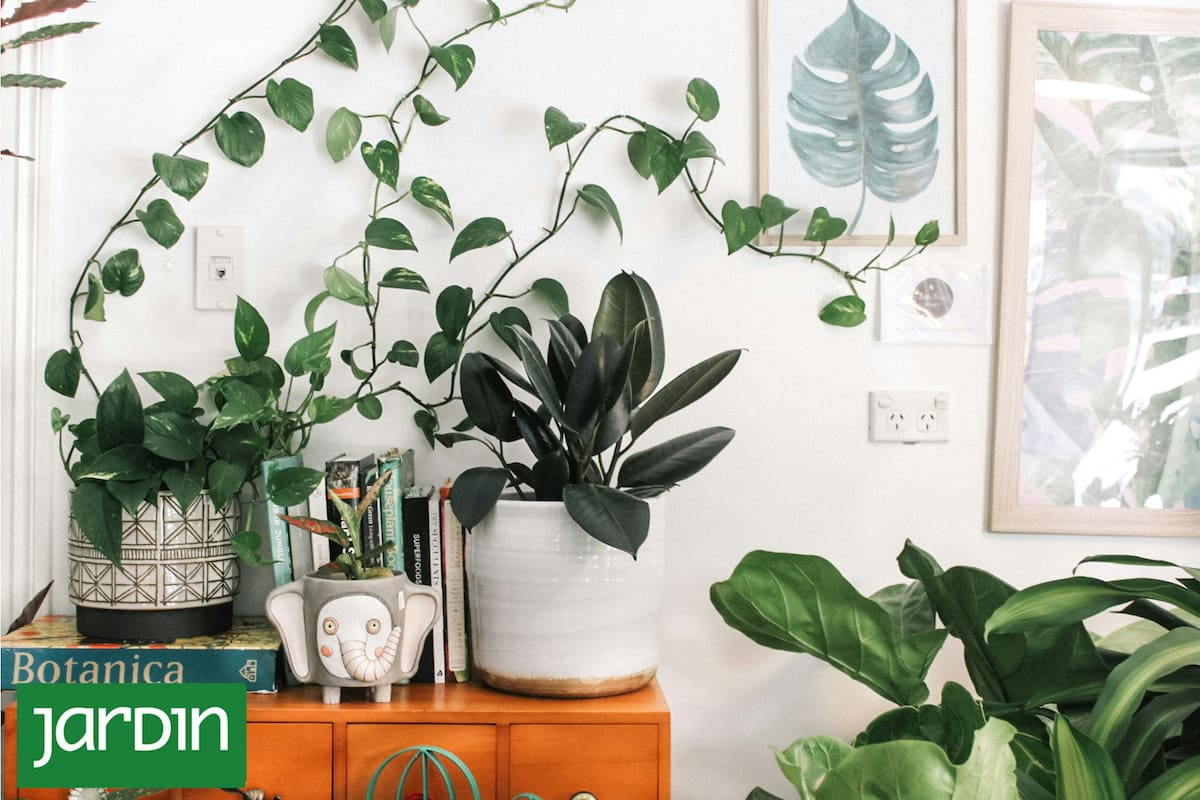 Animate a convertir el living en una jungla con estas especies gigantes