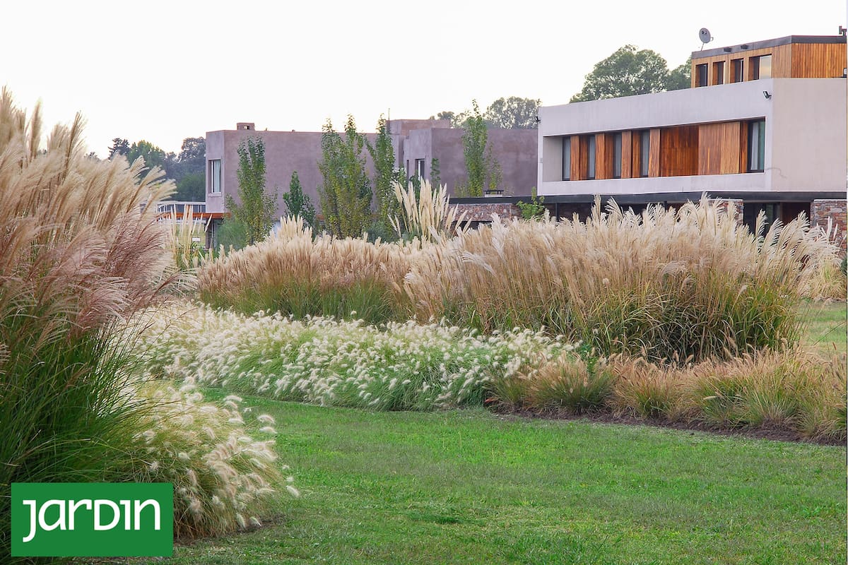 Jardín dorado: Las plantas que no pasan de moda, dan un toque silvestre y las podés tener hasta en macetas