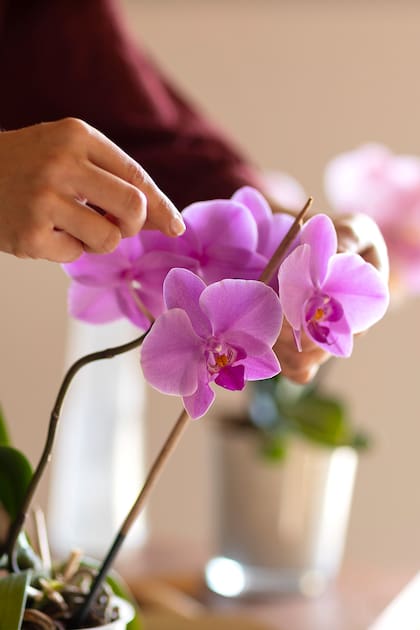 ¿Te regalaron una orquídea y no sabés cómo cuidarla?