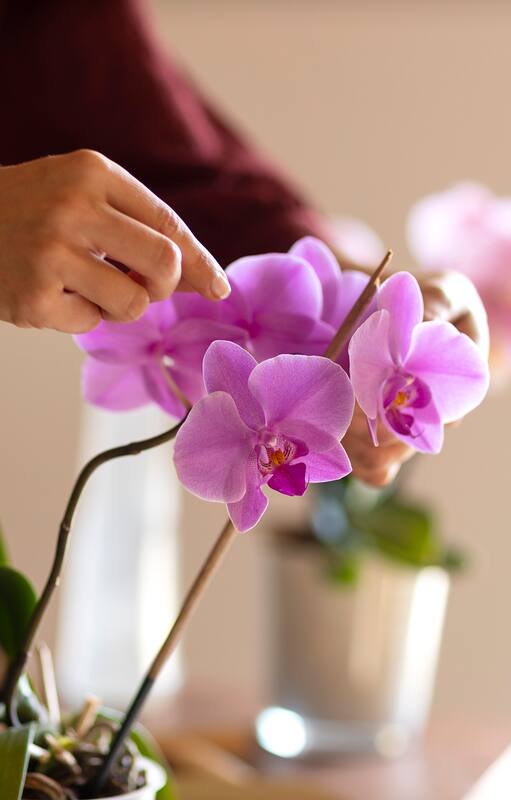 ¿Te regalaron una orquídea y no sabés cómo cuidarla?