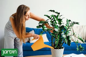 Descubrí la planta de moda que purifica el aire, atrae el dinero y conquistó a las redes sociales