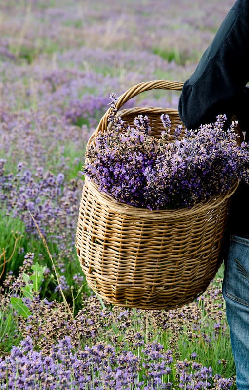 10 flores de primavera con perfumes maravillosos para tener en el jardín