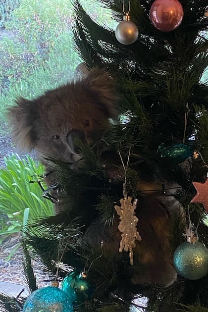 Regalo anticipado: llegaron a casa y lo encontraron subido al árbol de Navidad