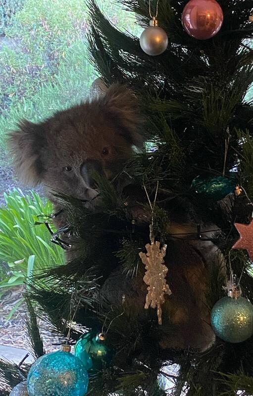 Regalo anticipado: llegaron a casa y lo encontraron subido al árbol de Navidad
