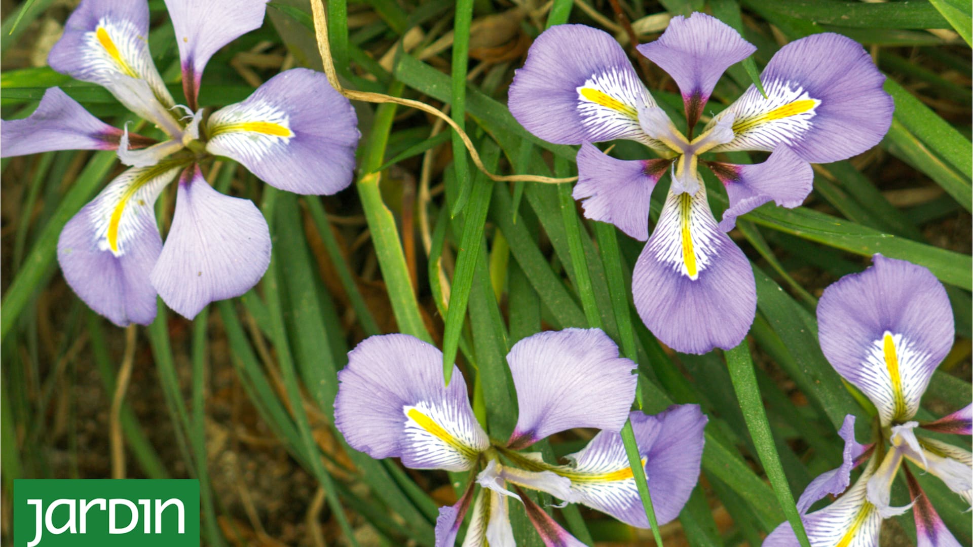 Cuáles son las 5 plantas de sombra que dan nueva vida donde no crece el pasto