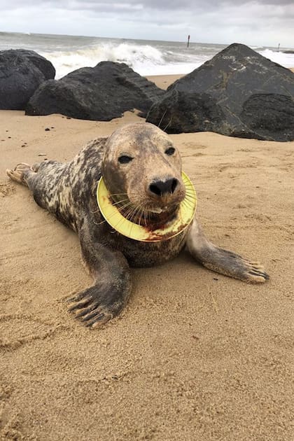 La historia de la foca que sobrevivió seis meses en el mar con un frisbee en su cuello