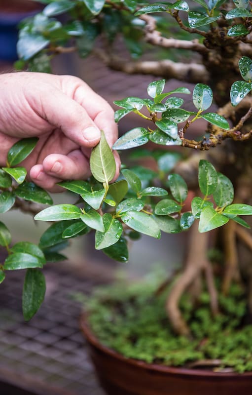 Bonsái: cómo cultivar desde cero tu propio arbolito con técnica japonesa