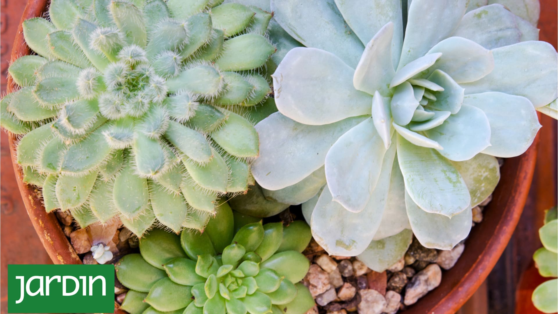 Cómo multiplicar tus cactus: trucos de expertos para no cometer ningún error