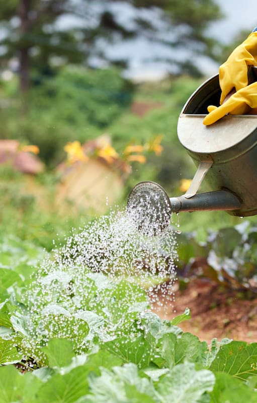 El secreto de los expertos para trabajar menos en la huerta y que produzca más
