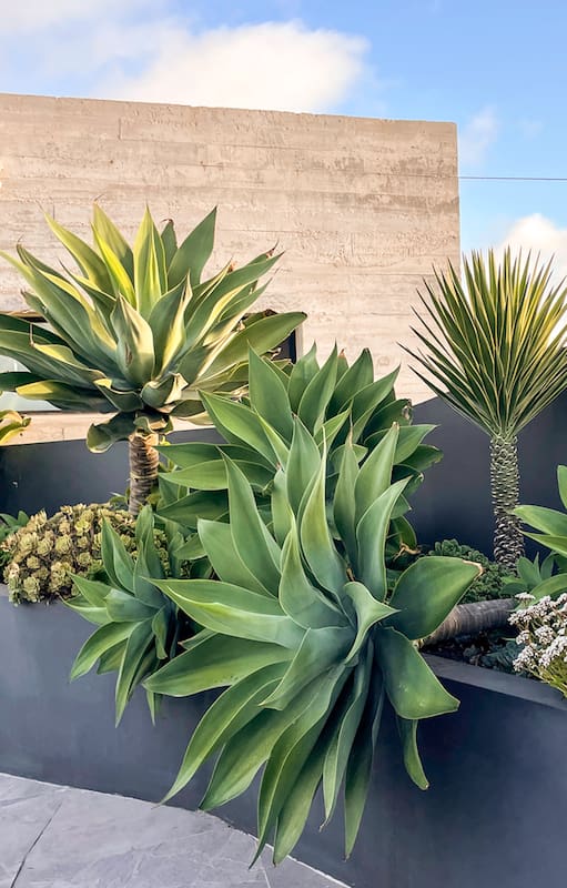 Cuál es la planta perfecta para principiantes y da un estilo sofisticado al jardín