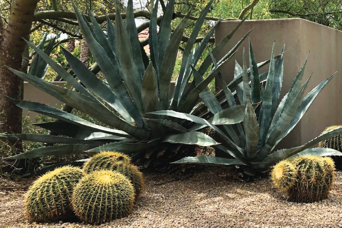 Quién es Steve Martino, el paisajista consagrado que transformó el desierto de Arizona