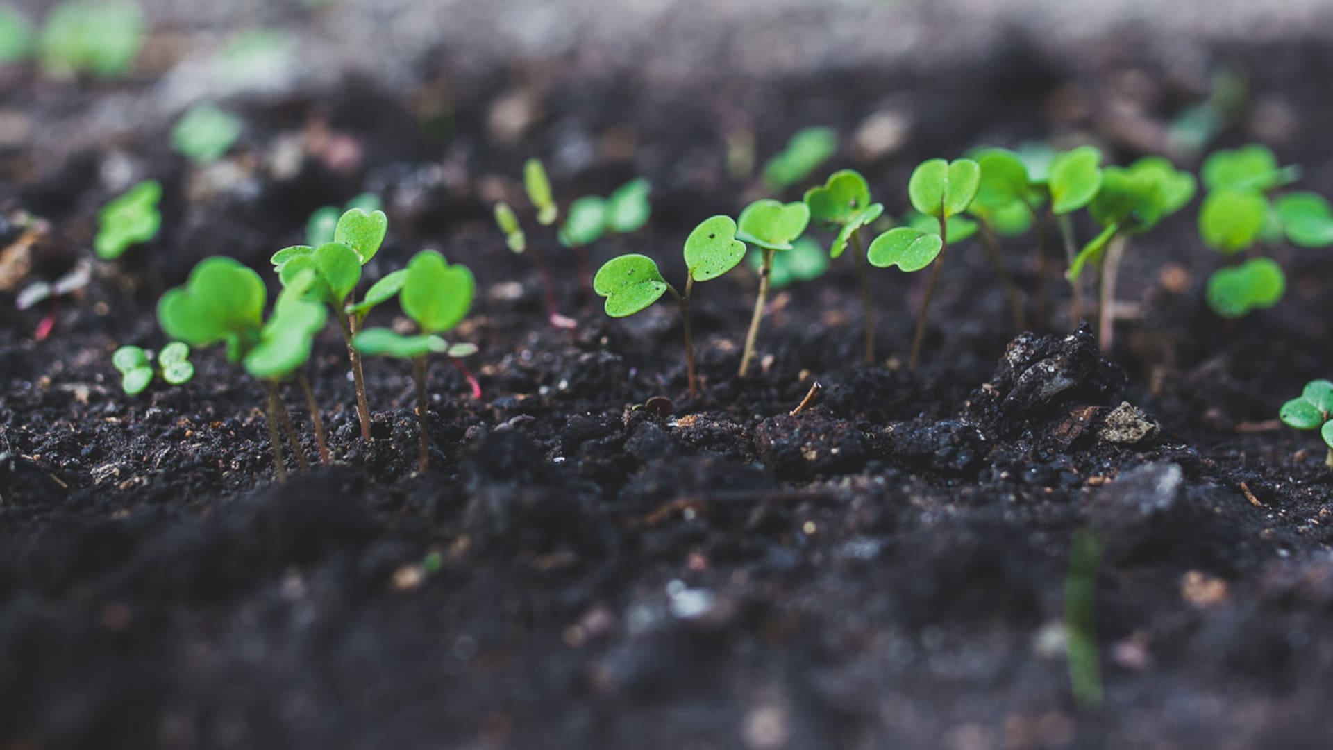 Rúcula. Recetas y consejos para cultivarla en tu casa