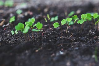 Rúcula. Recetas y consejos para cultivarla en tu casa
