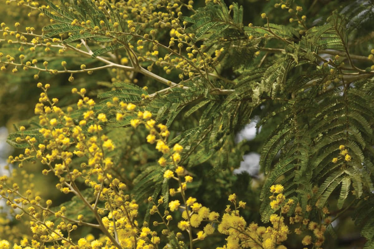 Empezó el invierno: conocé qué plantas nos regalan color con sus flores