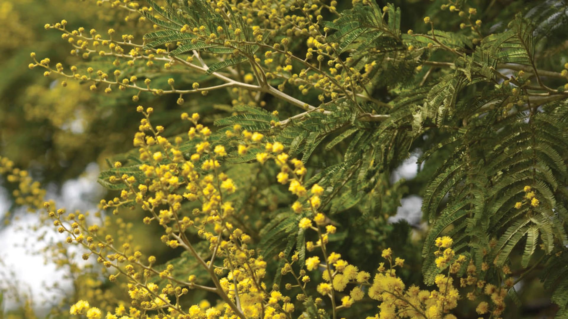 Empezó el invierno: conocé qué plantas nos regalan color con sus flores