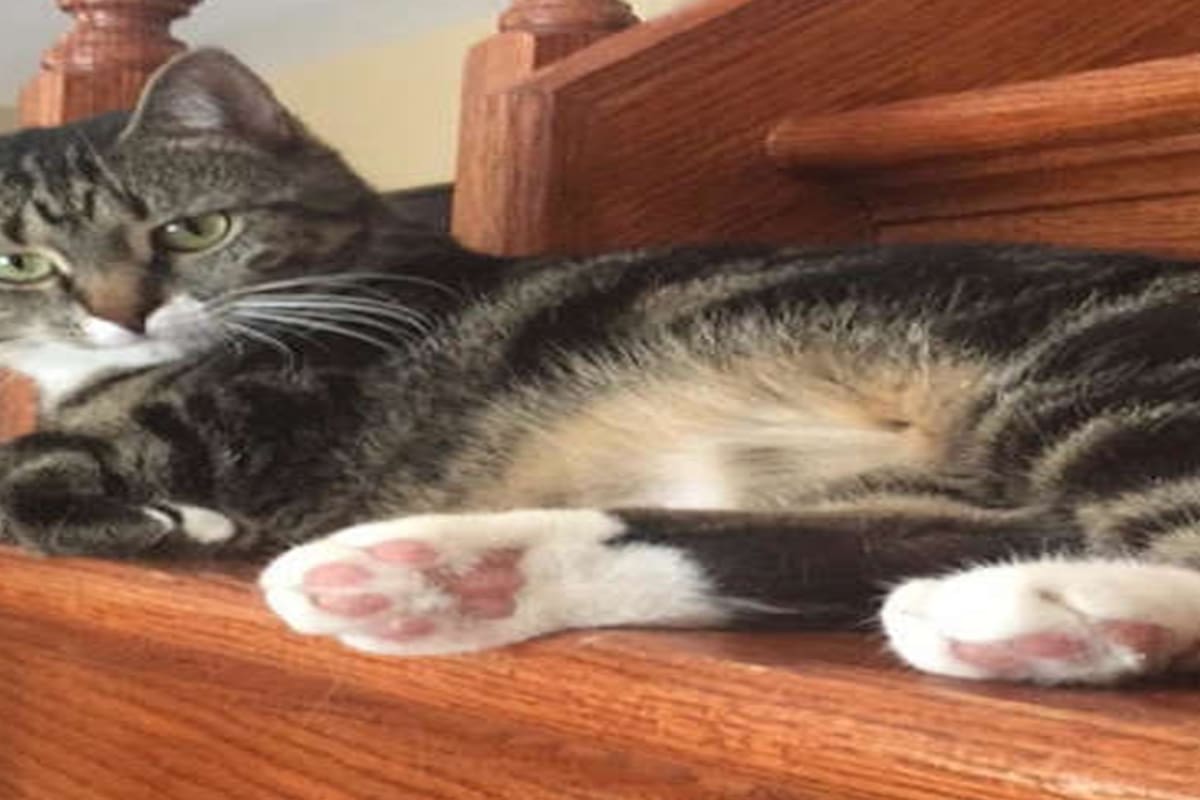 Instinto natural. Ella dormía, su gata la despertó en el momento justo y evitó una tragedia